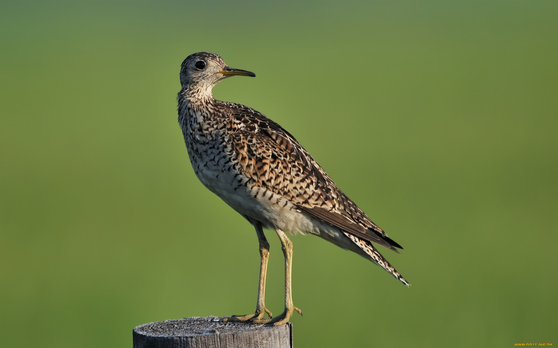 , , , , , upland, sandpiper, 